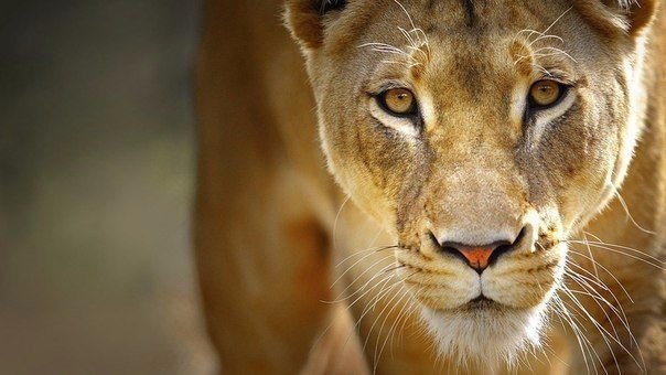 Будь самим собой — спокойным, ясным, ярким. Спрашивай себя каждую минуту, то ли это, чего ты действительно хочешь, и делай это, только когда услышишь утвердительный ответ. Это отвадит от тебя тех, с которыми ты ничего о себе не узнаешь, и привлечет других, у которых тебе стоит поучиться.