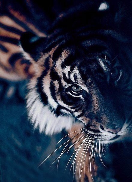 Индейцы шуар любят повторять: «Если ты чувствуешь, что охота идет слишком легко, что след зверя сам попадается тебе под ноги, то знай: тот, кого ты наметил себе в жертву, уже смотрит тебе в затылок».