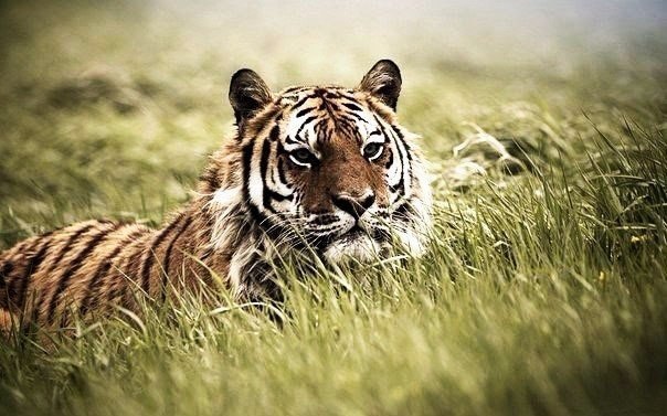 Чем дольше ты держишь всё в себе, копишь и прогибаешься, тем сильнее будет 