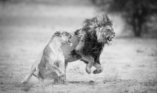 Чтоб жить, надо рваться, путаться, биться, ошибаться, начинать и опять начинать, и опять бросать, и вечно бороться. А спокойствие — душевная трусость...