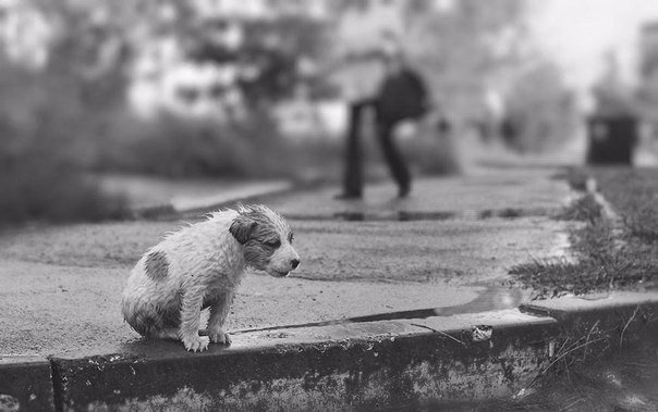 Не бросайте животных... прошу вас, они самые преданные и любят вас независимо от того,кто вы и сколько у вас денег.