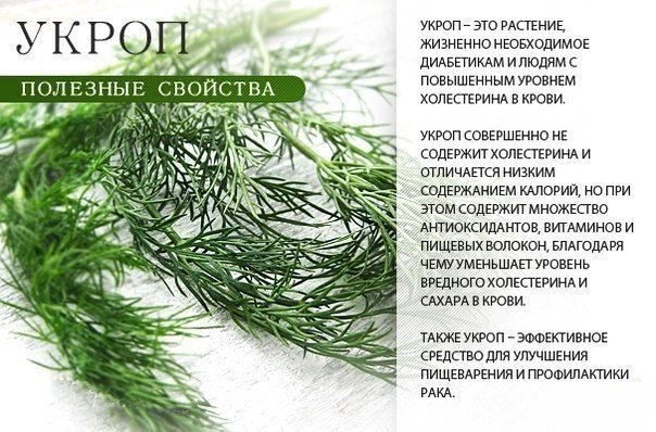 Такая полезная зелень