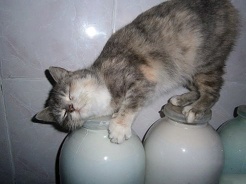 Моя прелесть!)