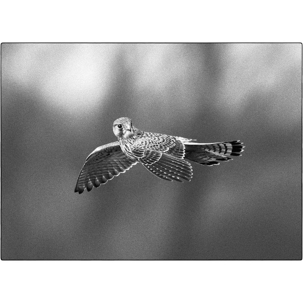 #Фотограф Armand R.X.M. Lame