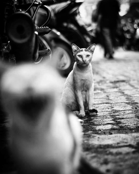 #Фотограф Sanket Joshi