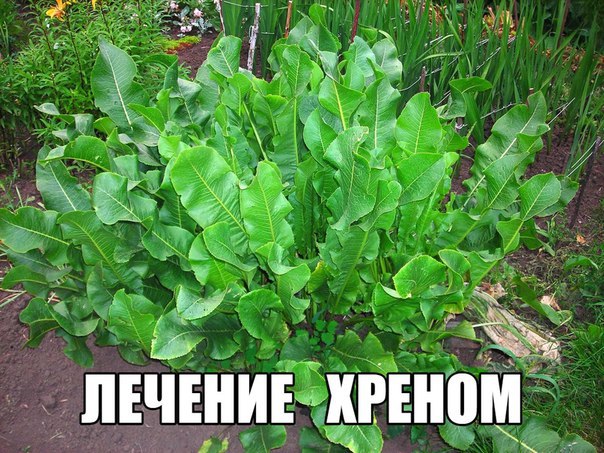 Хрен – единственное растение, способное вытягивать соль через поры кожи.