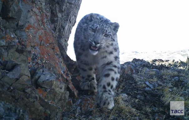 Фотоловушки зафиксировали трех подросших и крепких котят снежного барса в Сайлюгемском национальном парке в Республике Алтай. 