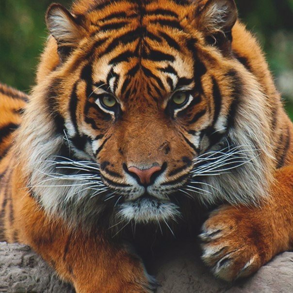 Когда сталкиваешься с трудностями, нужно смело и радостно бросаться вперед.