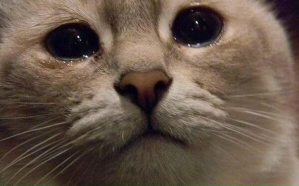 Кота везли на усыпление. Он тяжко болен был и стар. 