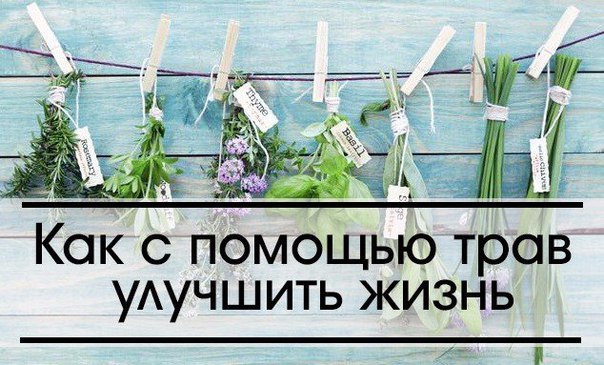 КАК С ПОМОЩЬЮ ТРАВ УЛУЧШИТЬ СОБСТВЕННУЮ ЖИЗНЬ 