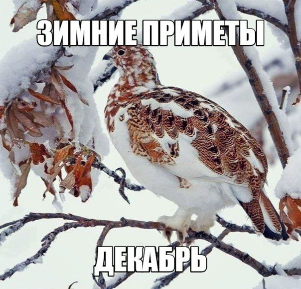 Зимние приметы