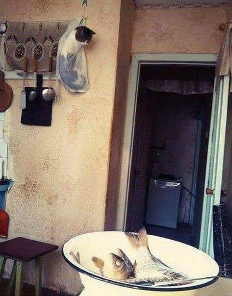 Мешал чистить рыбу