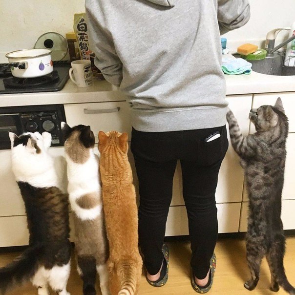 И как не дать кусочек)
