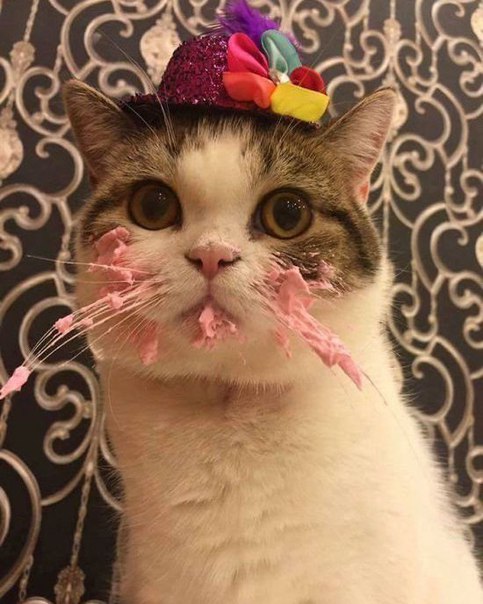 Котейку поздравили с днём рождения