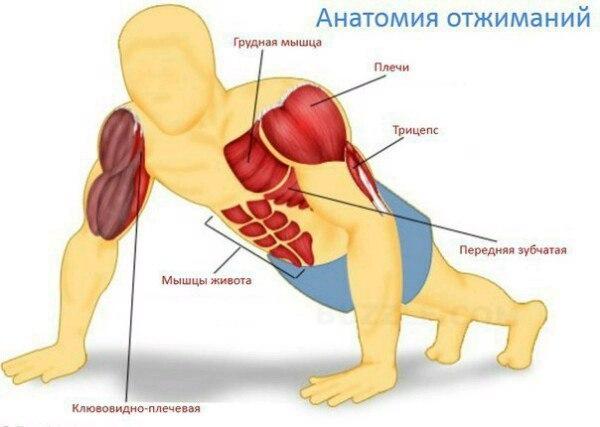 Эффективная тренировка отжиманий за 6 недель. 
