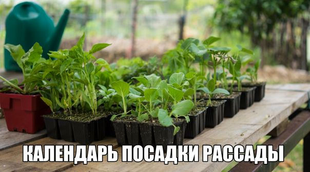 КОГДА САЖАТЬ РАССАДУ В 2018 ГОДУ - КАЛЕНДАРЬ ПОСАДКИ РАССАДЫ 