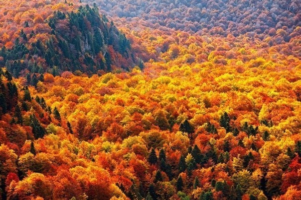Осенний лес в Балканских горах, Болгария.
