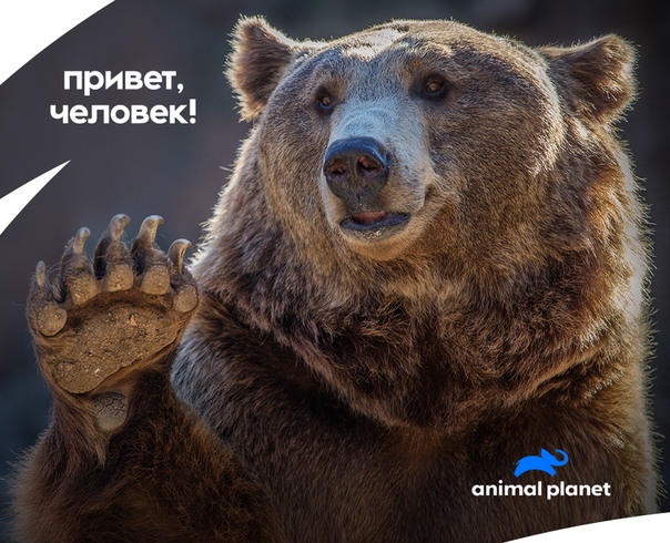 Аляска — настоящий медвежий край, и может показаться, что людям не всегда легко ужиться с косолапыми. Однако в США за 2 года всего лишь 2 человека погибли от лап гризли! Конечно, это не значит, что нужно проявлять беспечность: следует со всем вниманием и осторожностью относиться к дикой природе и ее обитателям.