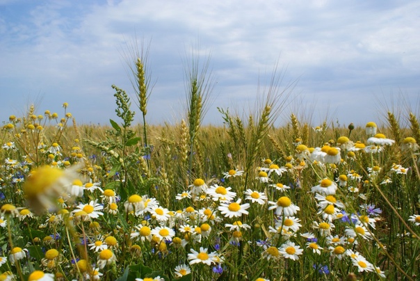 Друзья, поздравляем вас с Днем России!