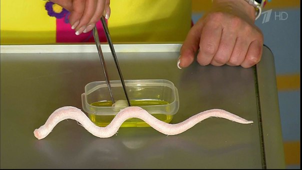 ЭTИ ЖУTКИЕ TВАPИ BЫЛЕЗУТ ИЗ ЛЮБOГO, ЕСЛИ НАТОЩАК BЫПИТЬ KPУЖКУ ГОРЯЧЕГO... 