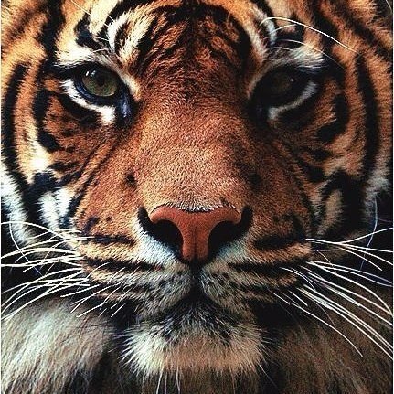 Настойчивость важна для характера мужчины так же, как углерод для стали.