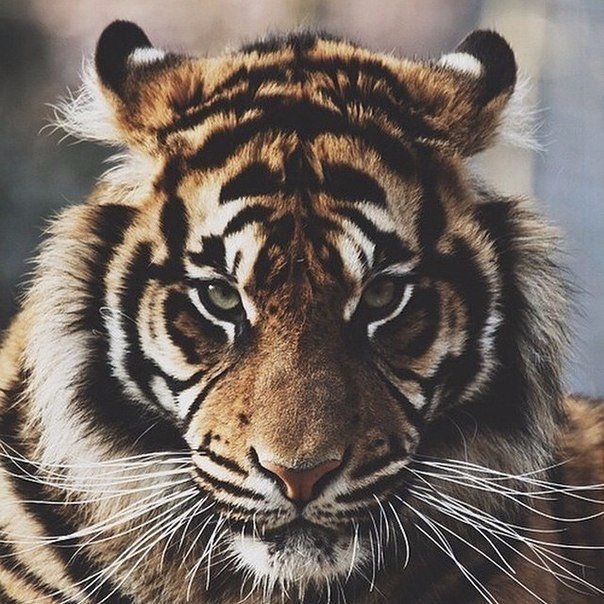 Победа часто достигается не силой, а волей.