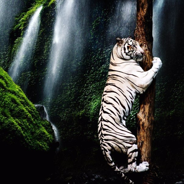 Там, где кончается терпение, начинается выносливость.