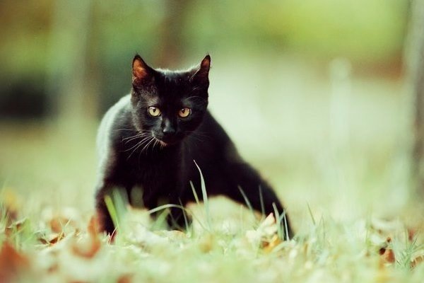 Чёрный кот, перебегающий вам дорогу, означает, что животное куда-то идёт. Не усложняйте жизнь ни себе, ни ему.