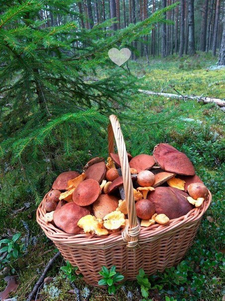 Мечта грибника 