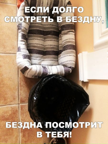 Найди кота