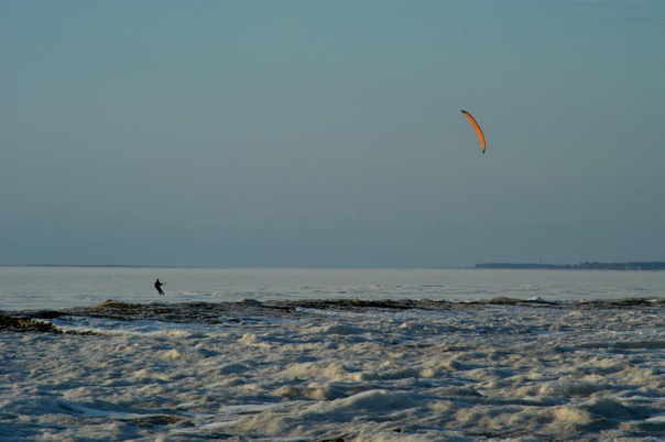 Ученые оценили расходы на освобождение белух и косаток из «китовой тюрьмы»