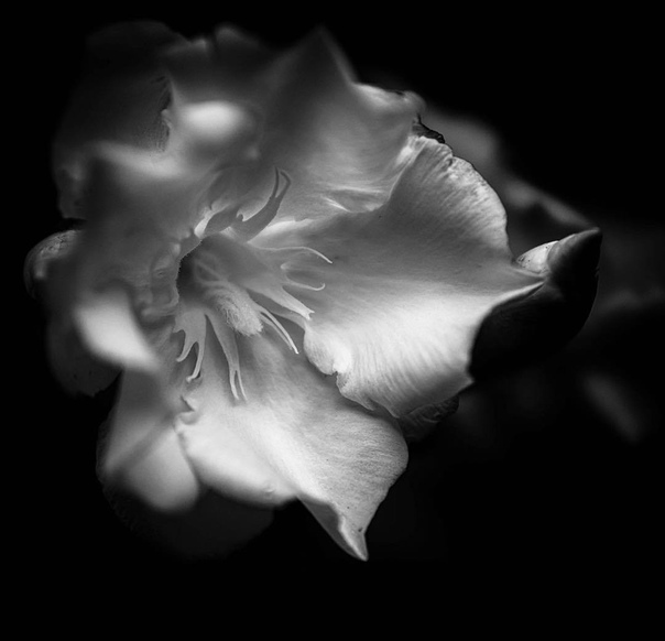 #Фотограф Leslie Gleim