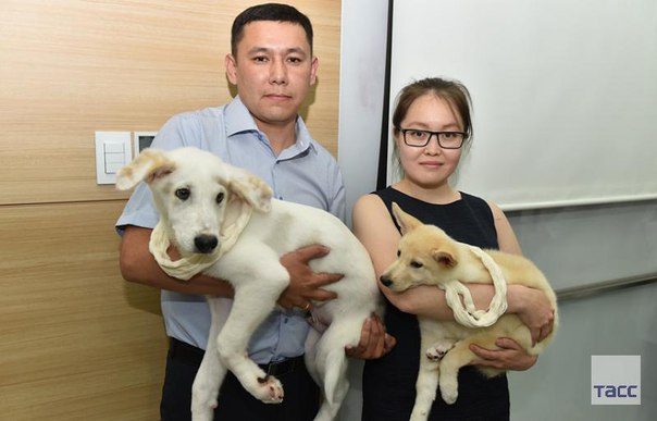 Южная Корея передала России двух клонированных щенков якутской лайки: