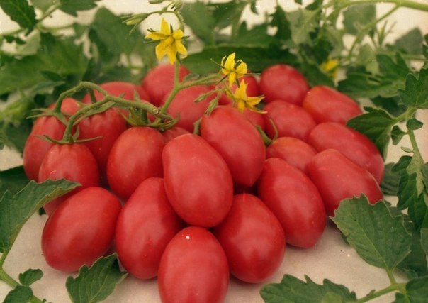  5 маленьких секретов выращивания вкусных помидор...