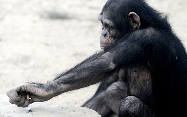 Шимпанзе тушит окурок, брошенный посетителем в зоопарке Beijing Wildlife Park в Пекине, Китай.