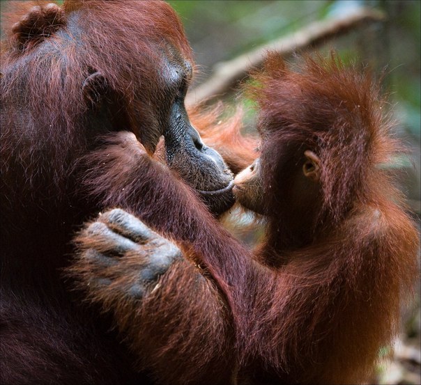 В объектив фотографа попали трогательные моменты из жизни орангутангов и их маленьких детёнышей. Не правда ли, на этих фото орангутанги совсем как люди