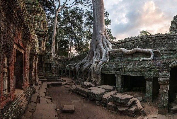 Дерево в камне, храм Та Прохм, Камбоджа