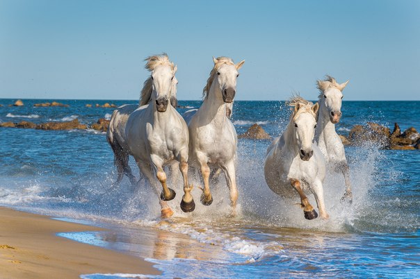 Камаргу – порода полудиких лошадей, обитающих на средиземноморском побережье Франции, их часто называют «морскими лошадями». Они смотрятся невероятно эффектно, когда скачут в морском прибое, и это зрелище привлекает туристов!