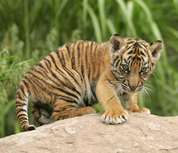 Суматранский тигр – вид, находящийся на грани исчезновения: в дикой природе осталось всего 400 его представителей. Появление на свет каждого котенка – целое событие, как и возможность запечатлеть его в дикой природе.