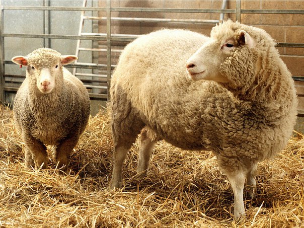 Болезнь клонированной овечки Долли поставили под сомнение 