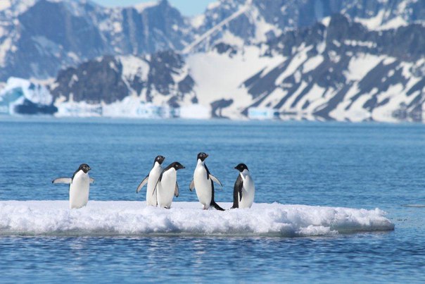 В 2017 году скорость таяния морских льдов в Антарктике оказалась самой высокой за всю историю спутниковых наблюдений. Впрочем, по словам ученых, связывать эту аномалию с парниковым эффектом еще рано. 