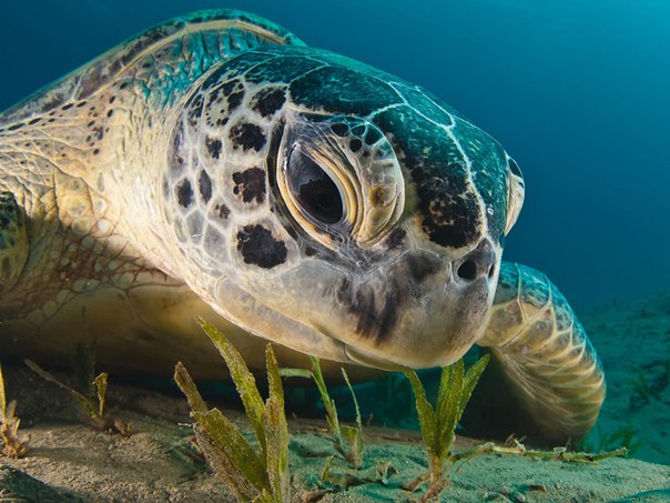 Морские черепахи теряют самцов из-за глобального потепления 