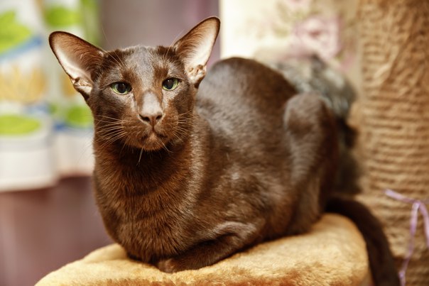 Эта красотка – ориентальная кошка, близкая родственница сиамской. 