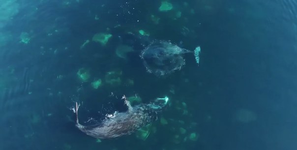 Океанологи впервые наблюдали, как линяют киты