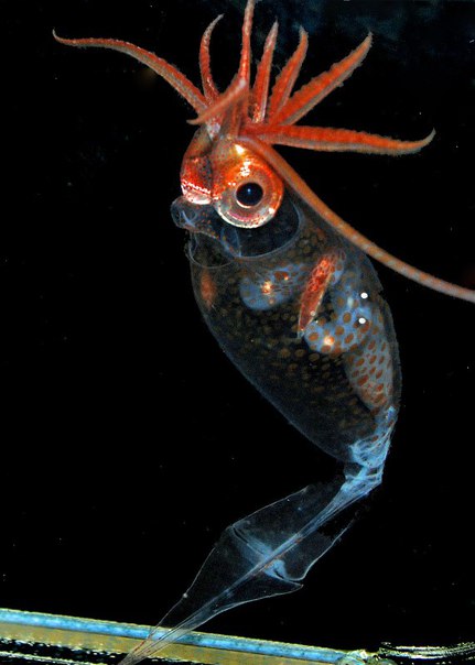 Кто только не обитает в глубоких водах морей и океанов! Например, удивительное существо, похожее одновременно на сову и попугая – планктонный кальмар.