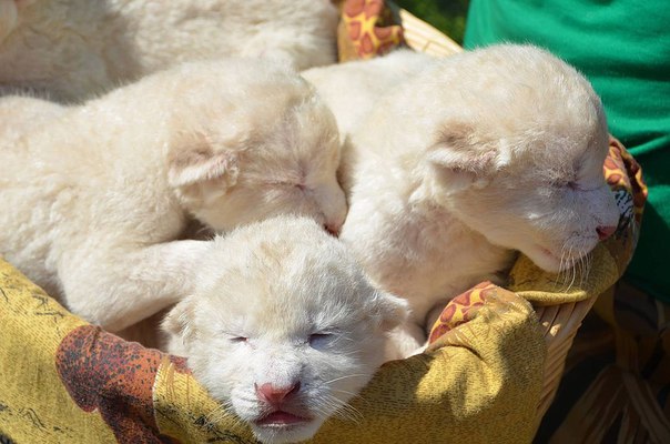 В Крымском сафари-парке родились редкие белые львята. Такие милые, что сразу хочется погладить!