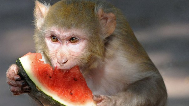 Ожирение у обезьян вылечили уколами