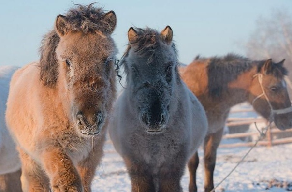 В холодных краях живут самые морозостойкие животные!