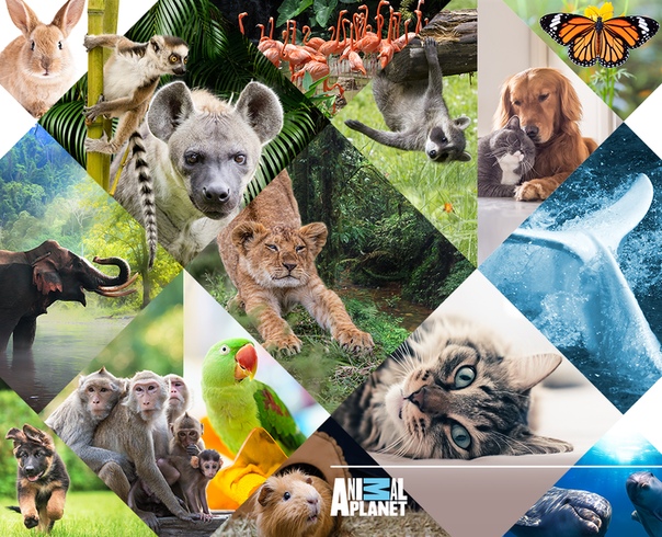 Друзья, наверняка у вас есть самые любимые программы на канале Animal Planet! Мы хотим лучше узнать о том, что вам нравится, поэтому предлагаем уделить немного времени небольшому опросу: 