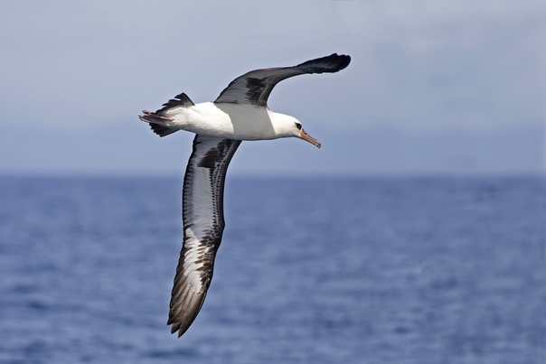 Размах крыльев альбатроса может достигать 3.5 метра!